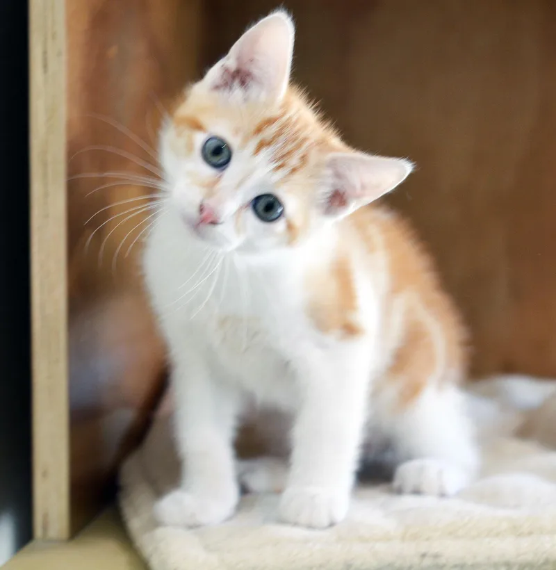 A baby medium-sized male Orange & White Domestic Short Hair cat named Mr. Waternoose for adoption in San Clemente, CA