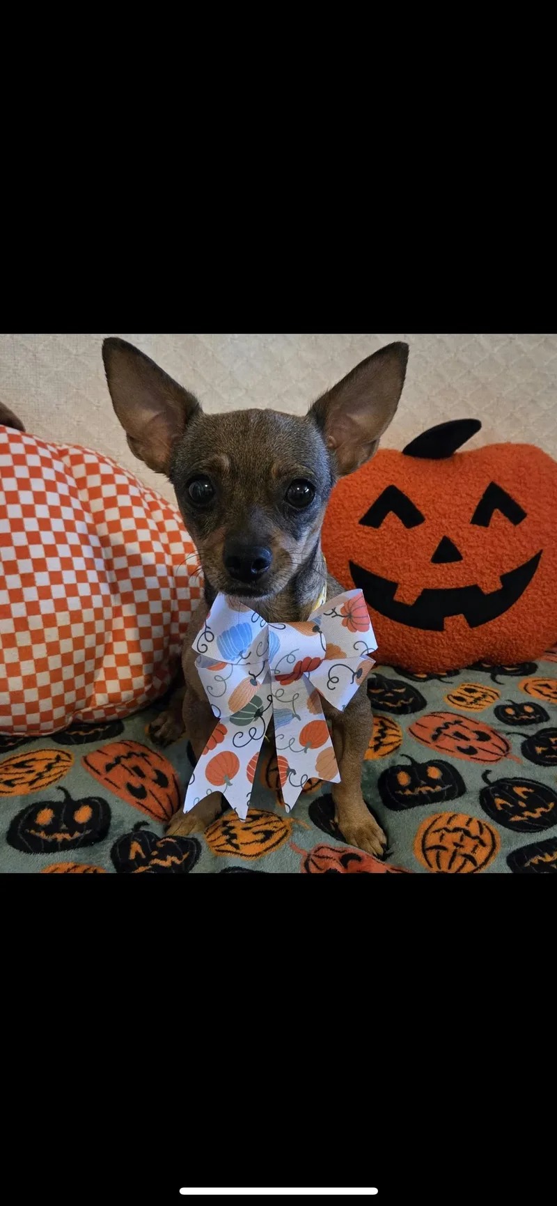 A young small-sized female Chihuahua dog named Tootsie for adoption in Hamden, CT