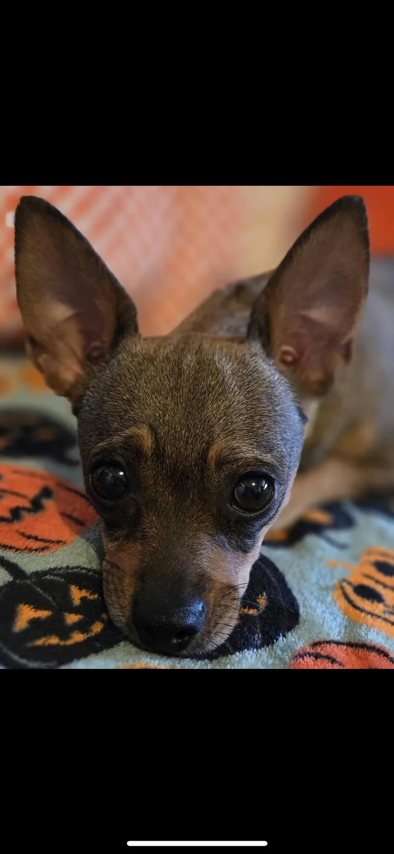 Tootsie thumbnail 3