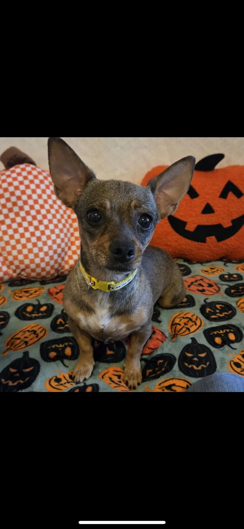 Tootsie thumbnail 6