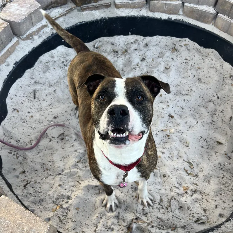 An adult large-sized male Brindle Mixed Breed dog named Axel for adoption in Sarasota, FL