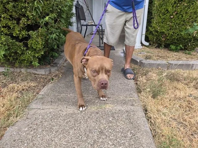 An adult large-sized male American Staffordshire Terrier dog named Bilbo for adoption in Garland, TX
