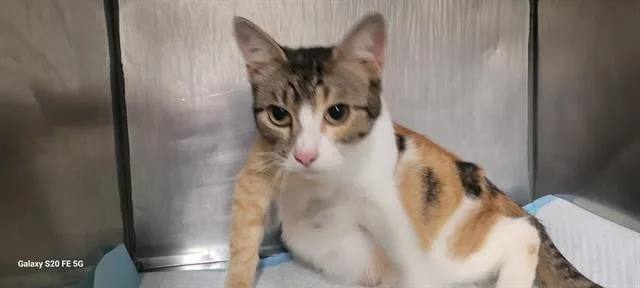 An adult medium-sized female Domestic Short Hair cat named Izzy for adoption in Panama City, FL