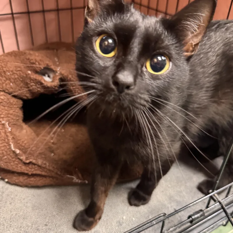A young medium-sized female Black Domestic Short Hair cat named Lucerne for adoption in Mokena, IL