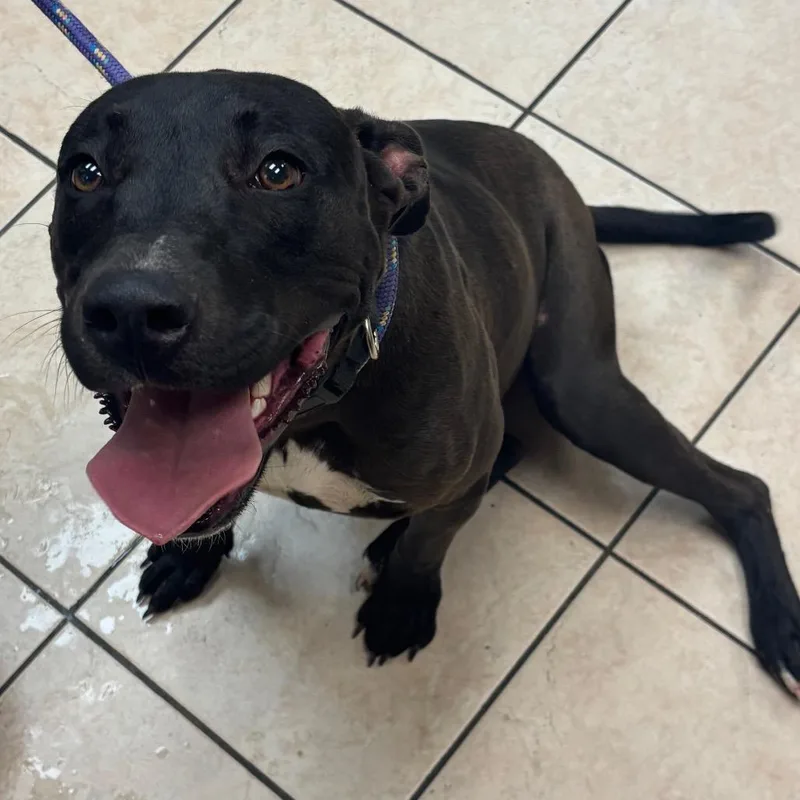 A young large-sized male Black Pit Bull Terrier dog named Anthony for adoption in Birmingham, AL