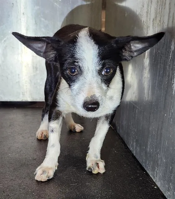 A young small-sized female Chihuahua dog named Jets for adoption in San Antonio, TX