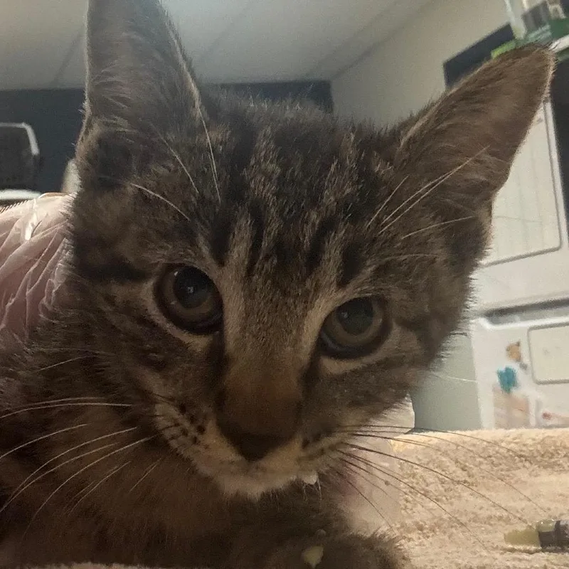 A baby small-sized male Brown / Chocolate Domestic Short Hair cat named Tony The Tiger for adoption in Newark, NJ