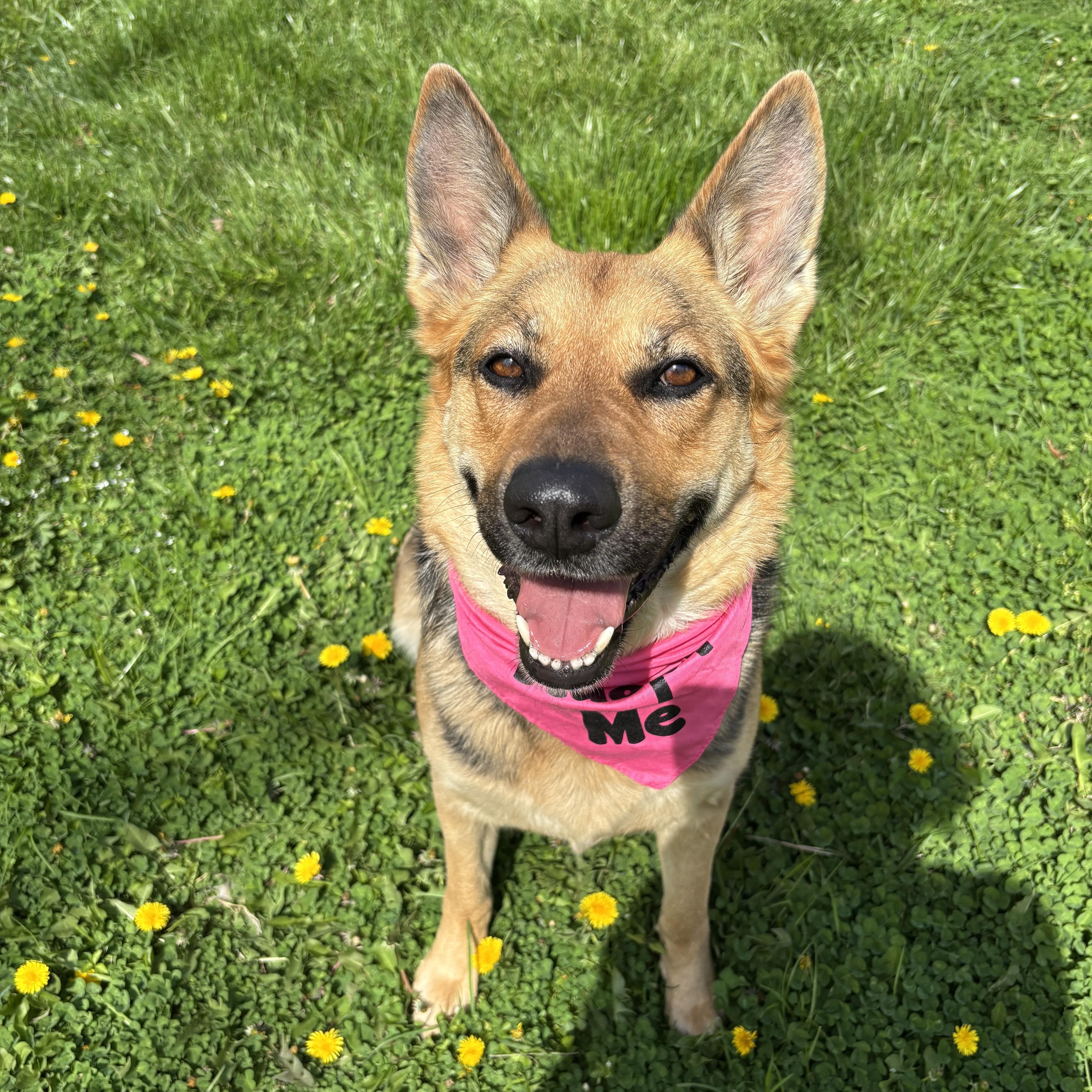 An adult large-sized female German Shepherd Dog dog named Spirit for adoption in Circleville, OH