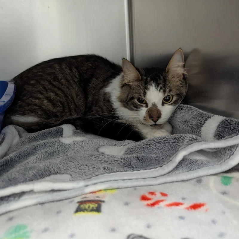 Raggedy Andy thumbnail 2