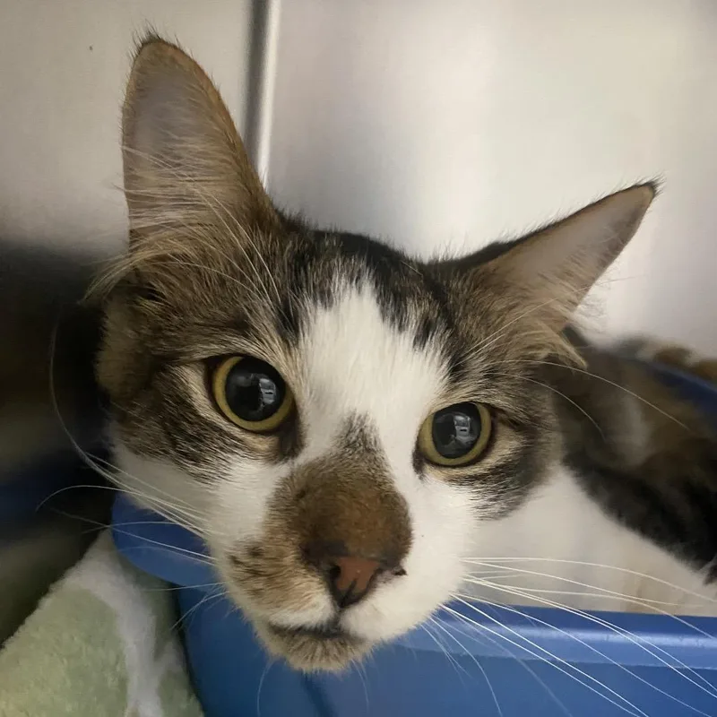 Raggedy Andy thumbnail 3