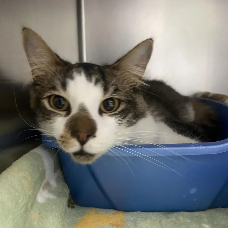 Raggedy Andy thumbnail 4