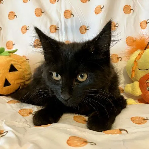 A baby small-sized female Domestic Long Hair cat named Porsha for adoption in Knoxville, TN