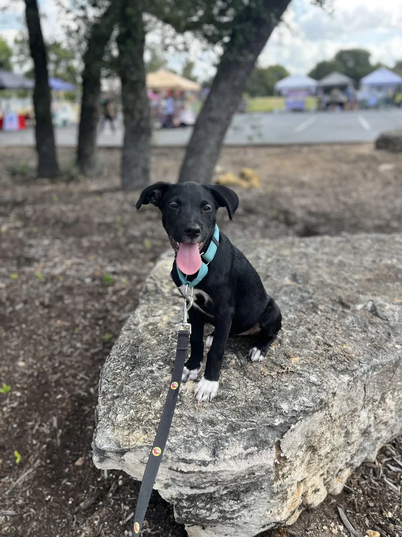 A baby medium-sized female Black Terrier dog named Maka for adoption in Mico, TX