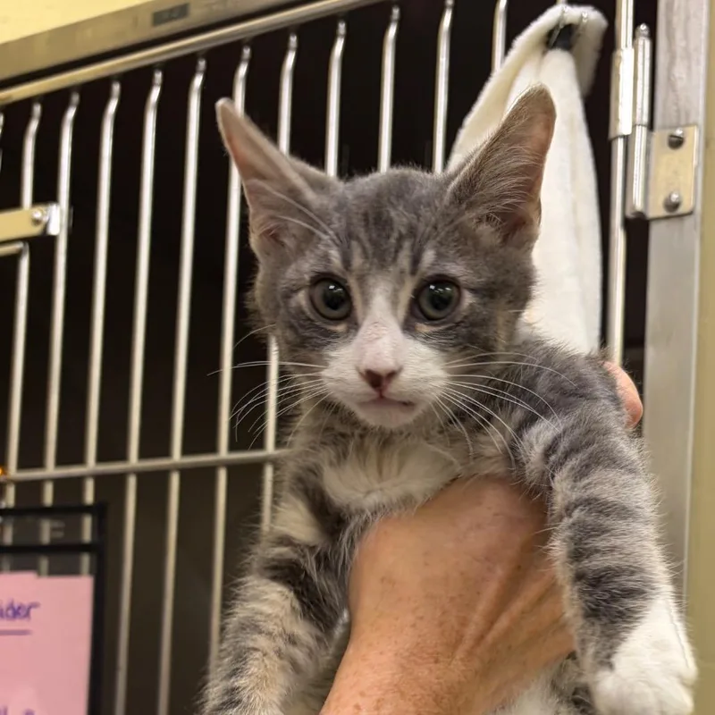 A baby small-sized male Gray / Blue / Silver Domestic Short Hair cat named Shadow for adoption in Dover, NH