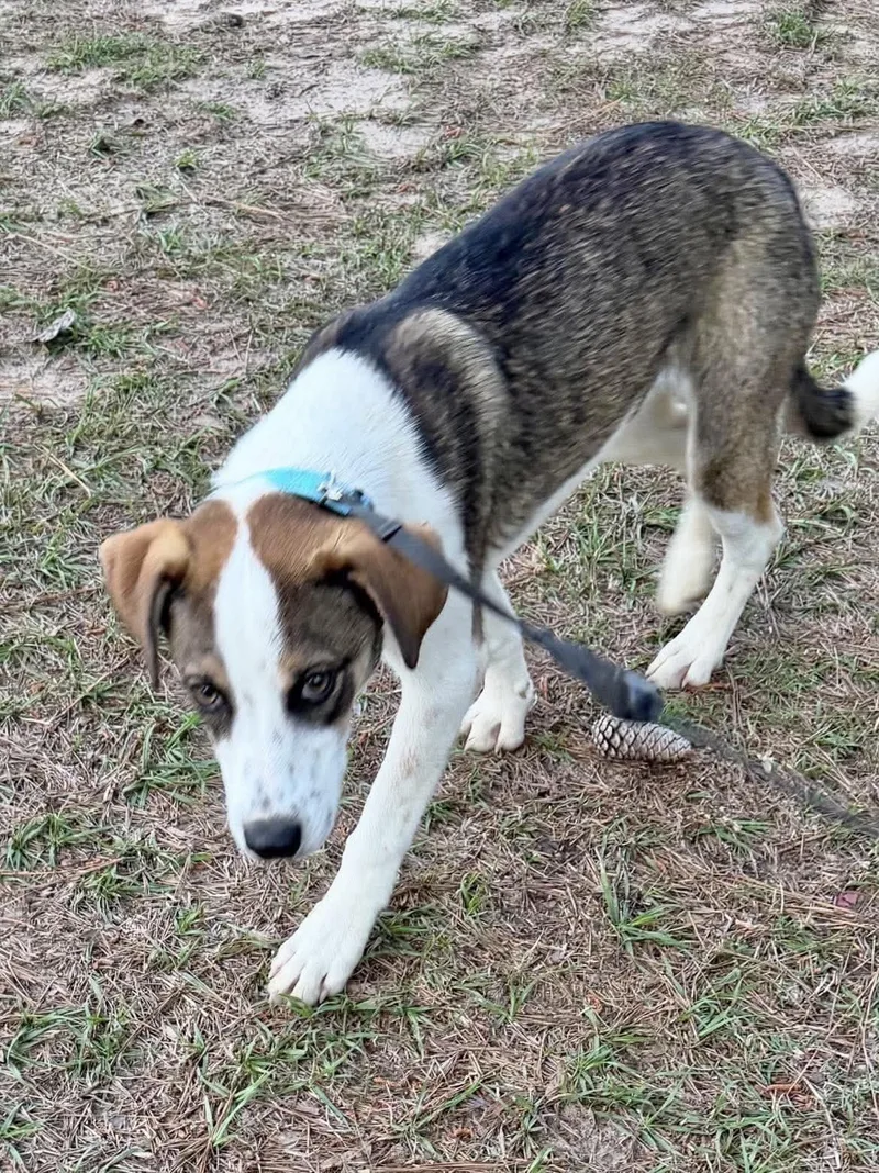 A young medium-sized male Hound dog named Cowboy for adoption in Manchester, CT