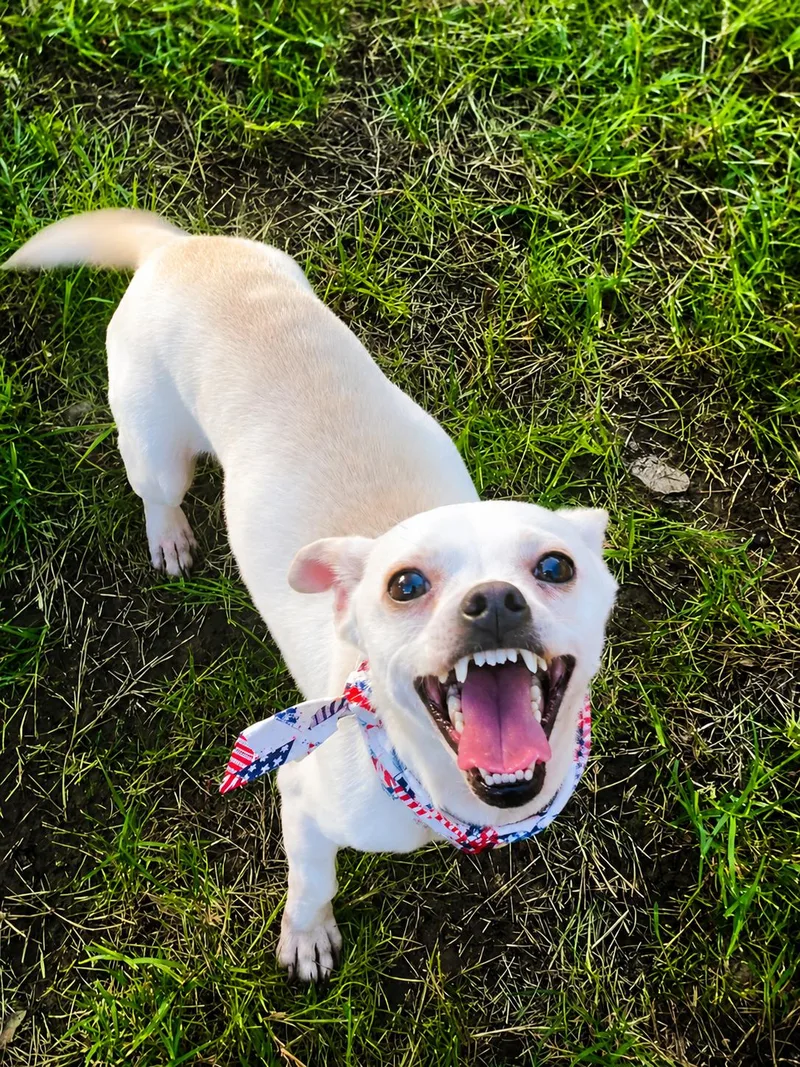 An adult small-sized female Apricot / Beige Chihuahua dog named Saffron in Texarkana TX for adoption in Texarkana, TX