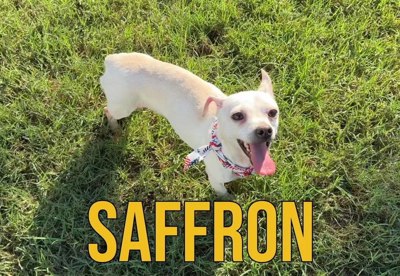 Saffron in Texarkana TX thumbnail 3