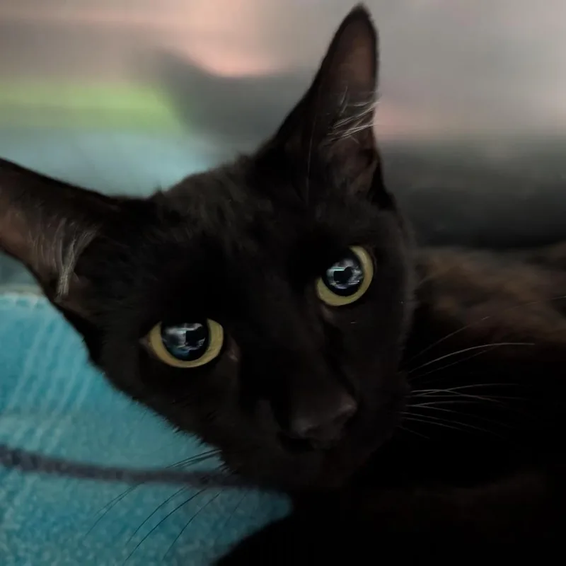 An adult medium-sized female Black Domestic Short Hair cat named Waverly for adoption in Titusville, FL