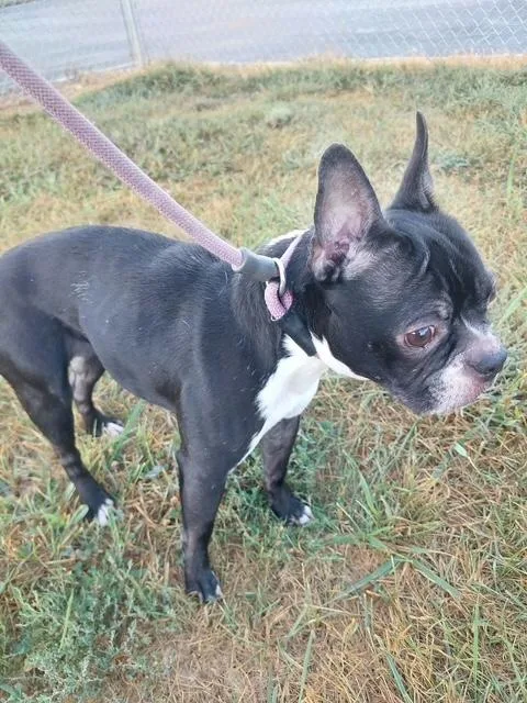 An adult small-sized female Boston Terrier dog named Googles for adoption in Aurora, IL