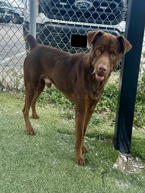 An adult large-sized male Labrador Retriever dog named Nolan for adoption in Pasadena, TX