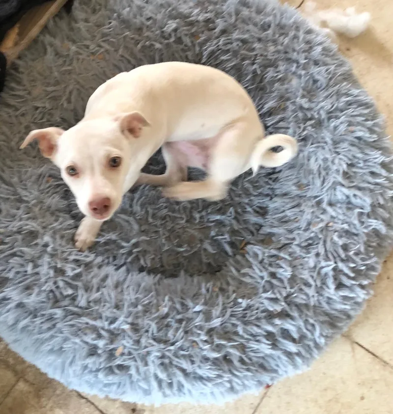 A baby small-sized male Apricot / Beige Chihuahua dog named Camila for adoption in Estes Park, CO
