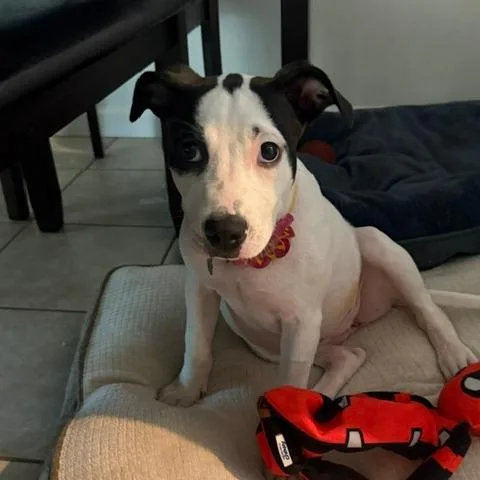 Daisy thumbnail 2