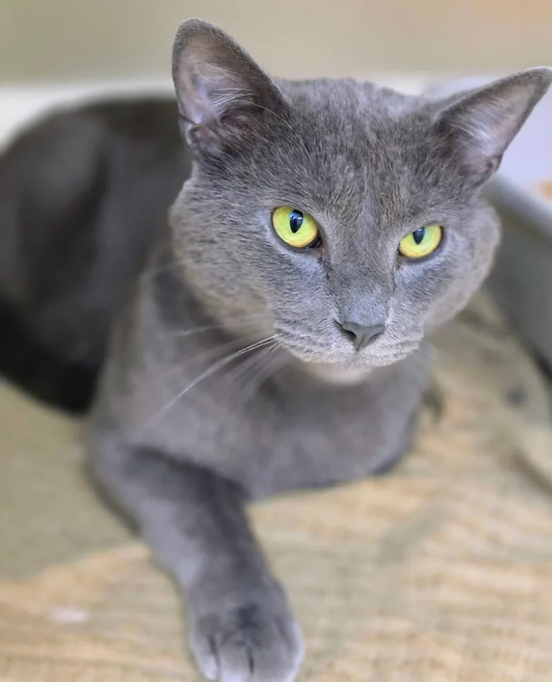 A young medium-sized male Domestic Short Hair cat named Gustavv for adoption in Bloomington, IN