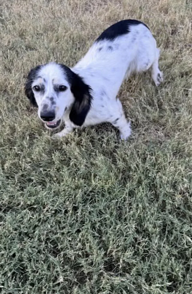 Dot Dachshund