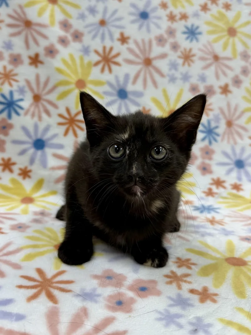A baby medium-sized female Tortoiseshell Domestic Short Hair cat named Zinnia for adoption in Columbus, OH