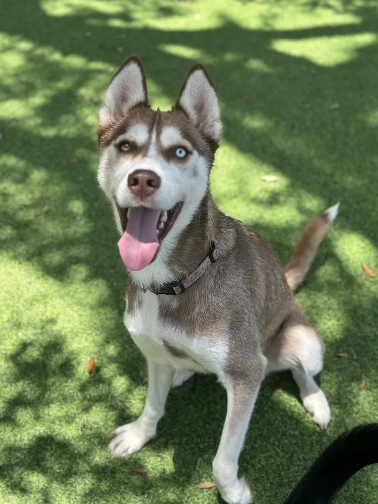 A young medium-sized female Tricolor (Brown, Black, & White) Husky dog named Alpine for adoption in Lakeland, FL