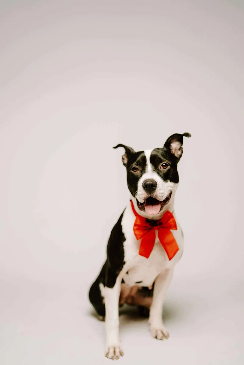 A young large-sized female Pit Bull Terrier dog named Jade for adoption in Arlee, MT