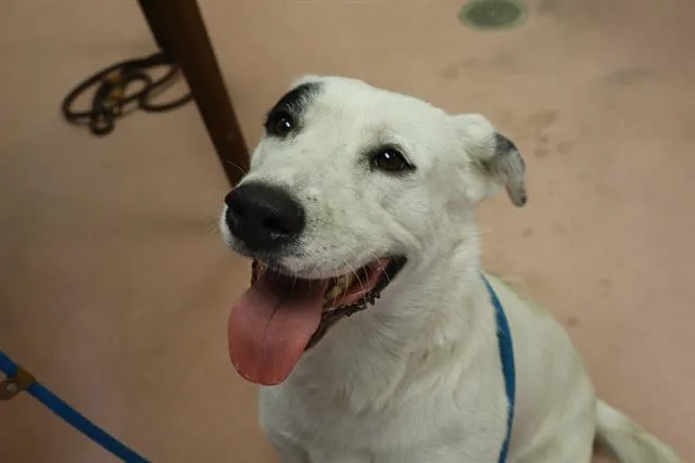 A young medium-sized male Mixed Breed dog named Blue for adoption in Columbia, SC