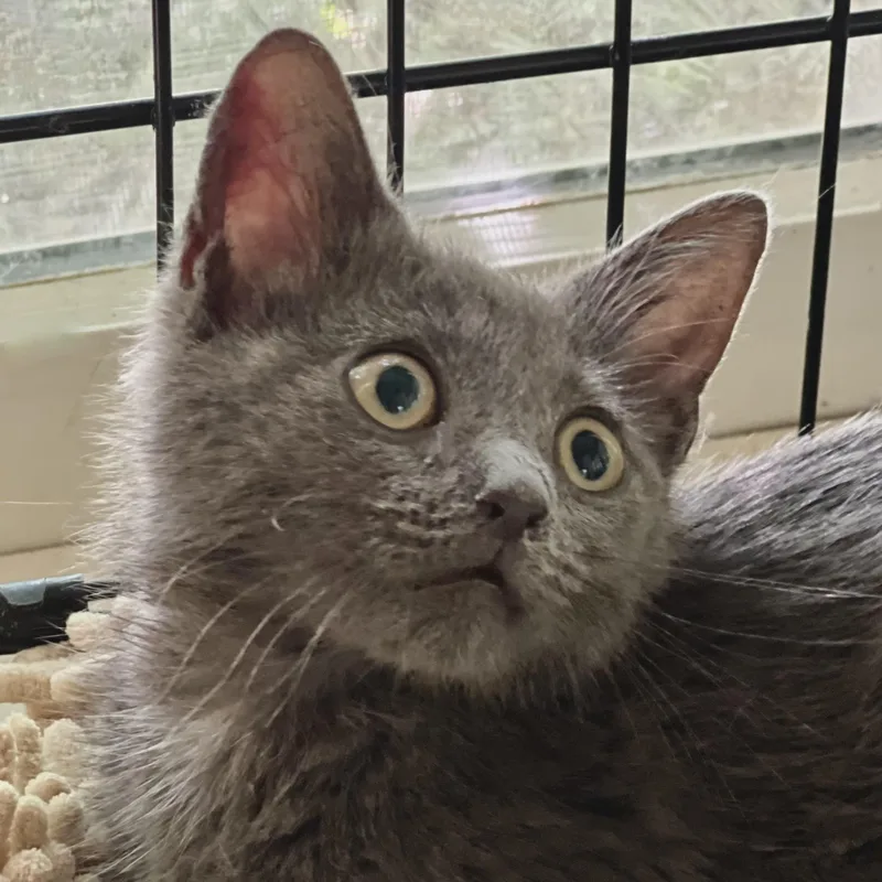 A baby small-sized male Gray / Blue / Silver Domestic Short Hair cat named Gregory for adoption in Maplewood, NJ