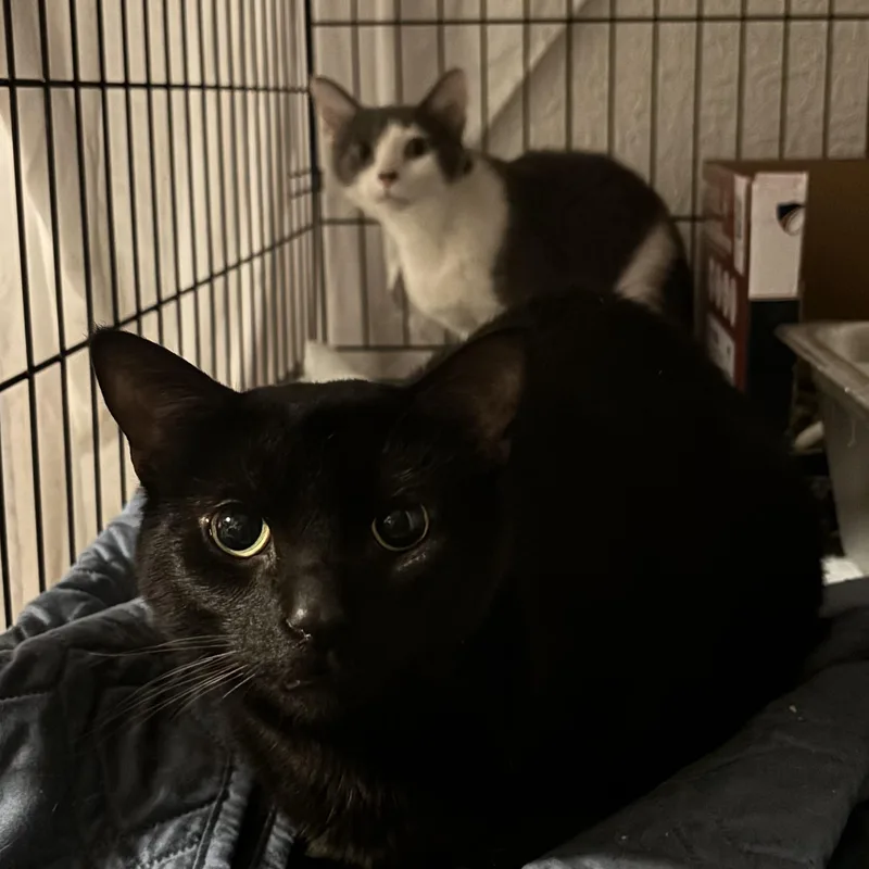 A young small-sized female Gray & White Domestic Short Hair cat named Lady for adoption in Pittsburgh, PA