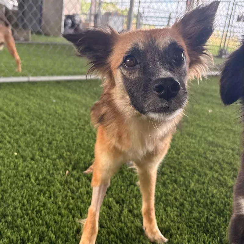 An adult small-sized female Mixed Breed dog named Kiki for adoption in Brooklyn, NY