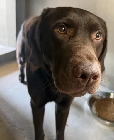 A young large-sized male Labrador Retriever dog named Rusty for adoption in San Bernardino, CA
