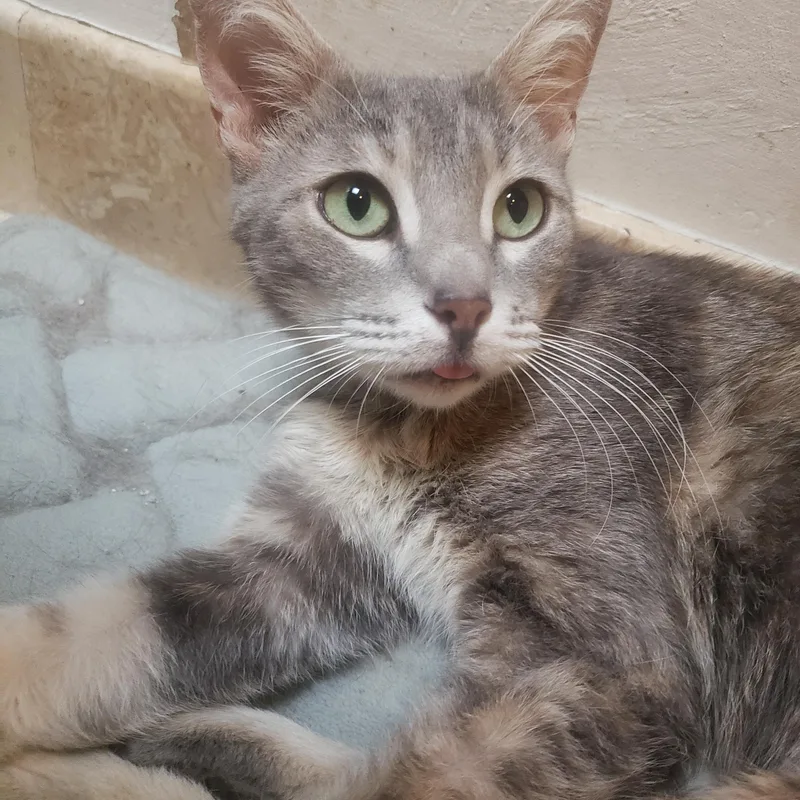 A young medium-sized female Dilute Tortoiseshell Tortoiseshell cat named Agatha for adoption in Houston, TX