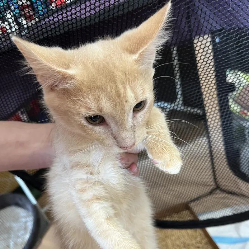 An adult small-sized male Buff / Tan / Fawn Domestic Short Hair cat named Sunkist Steve for adoption in Pasadena , MD