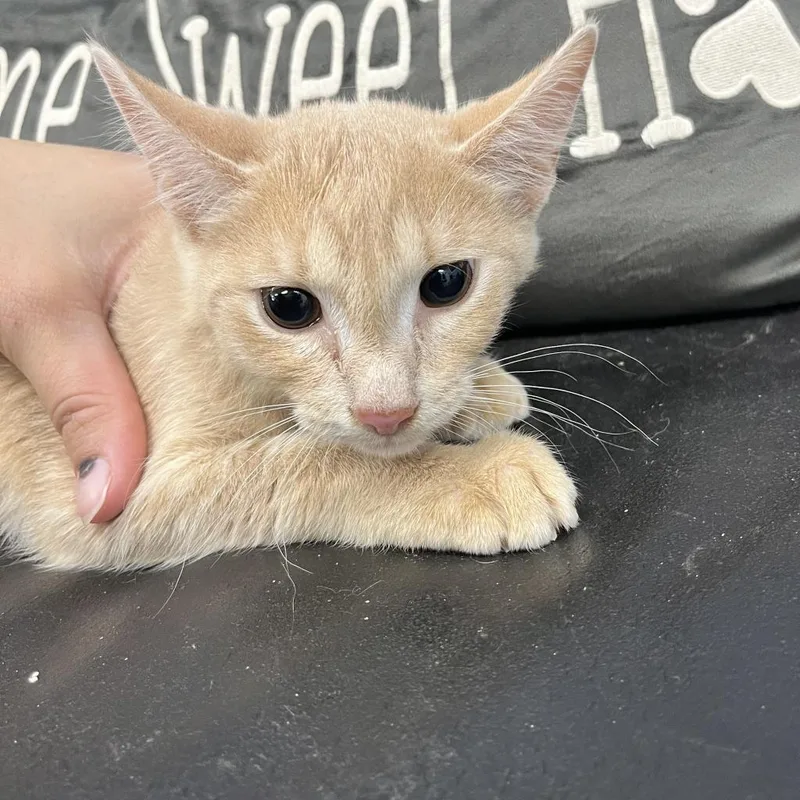 Sunkist Steve thumbnail 2