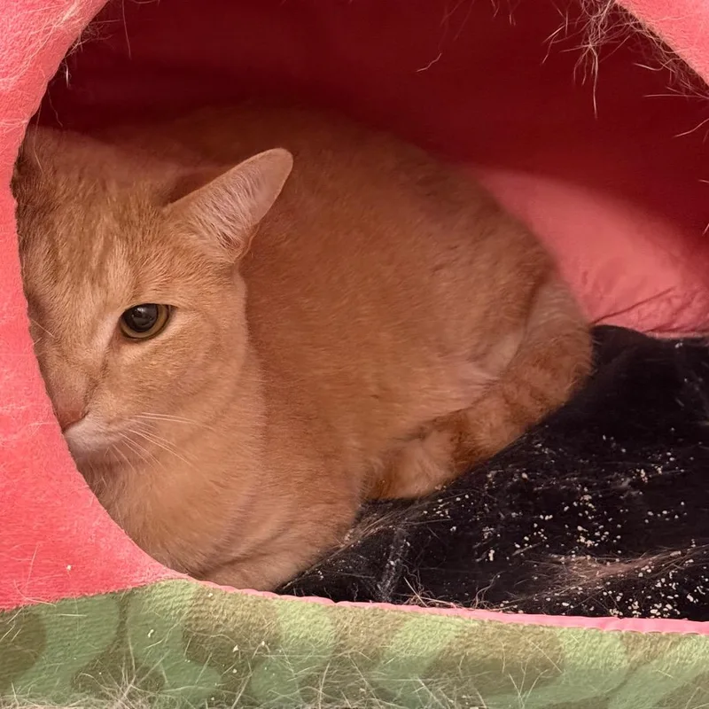 Sunkist Steve thumbnail 3