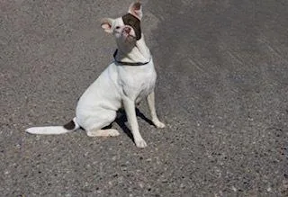 Penelope thumbnail 2