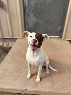 Penelope thumbnail 3