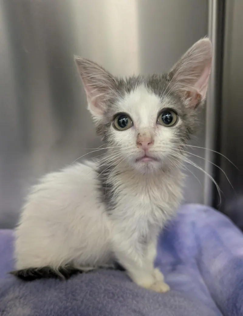 A young small-sized female White Domestic Short Hair cat named Gracie for adoption in New Ulm, MN