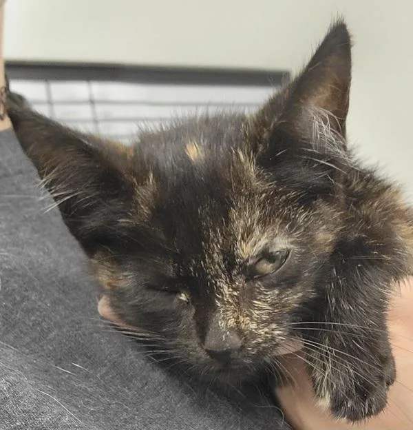 A baby small-sized female Domestic Short Hair cat named Jennifer for adoption in Canton, GA