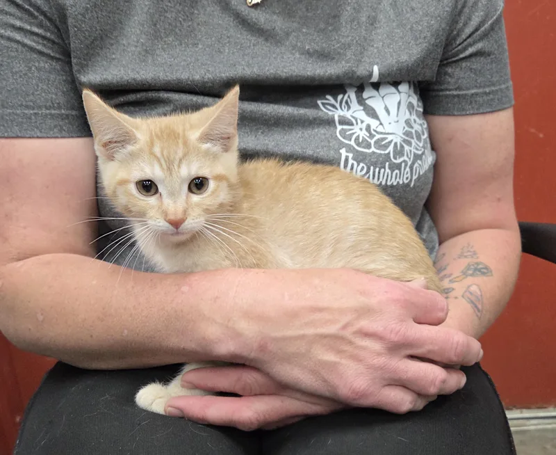 A young medium-sized female Tabby (Orange / Red) Domestic Short Hair cat named Mirinda for adoption in Parsons, KS
