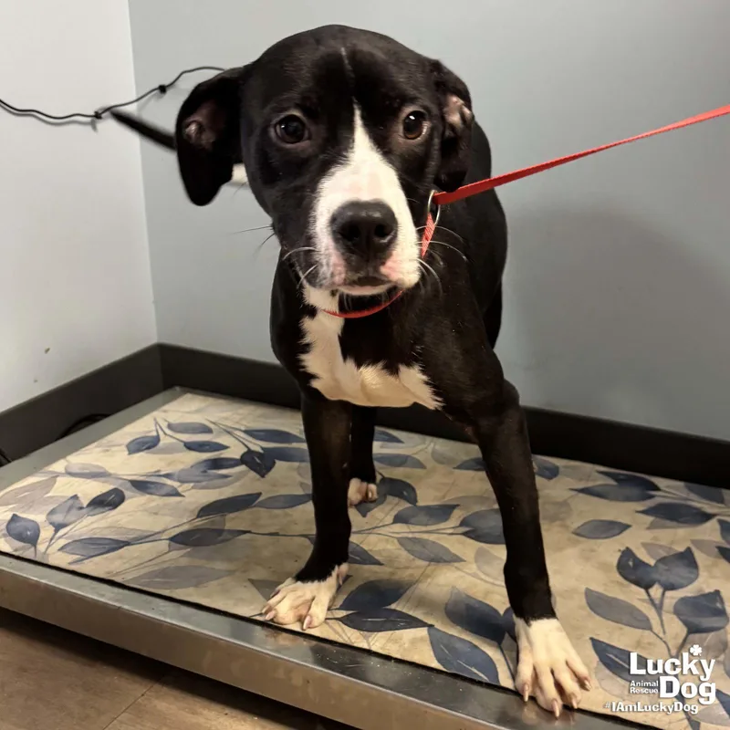 A baby medium-sized female Boxer dog named Rhythm for adoption in Washington, DC