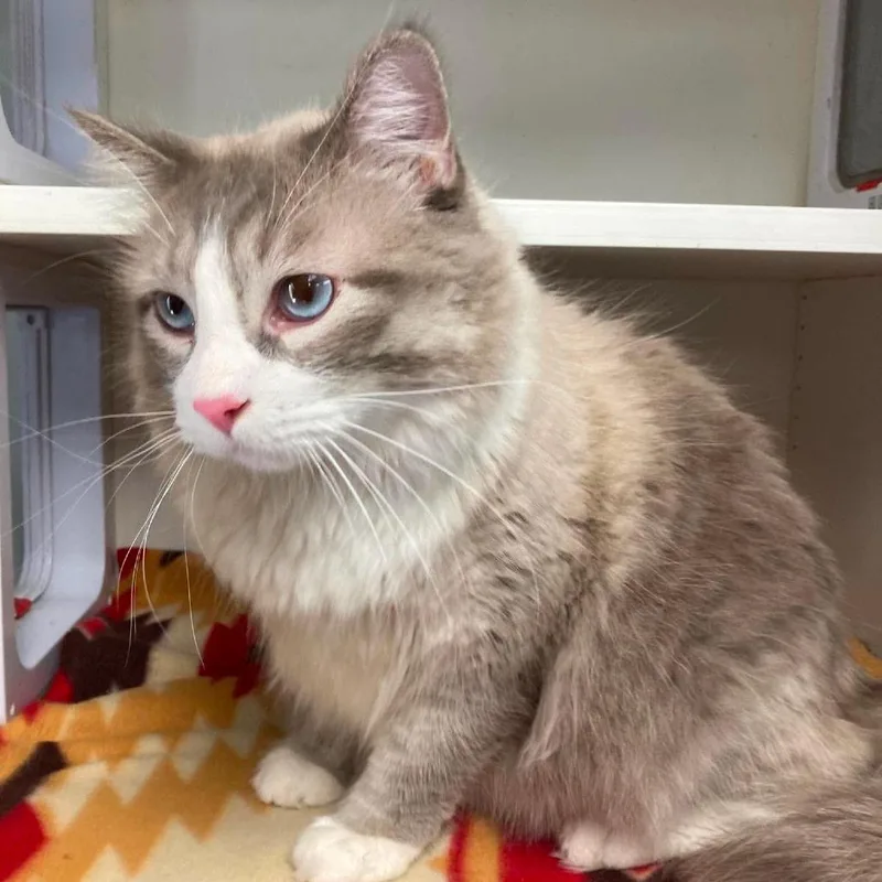 An adult small-sized male Cream / Ivory Domestic Long Hair cat named Albert for adoption in Duncan, OK