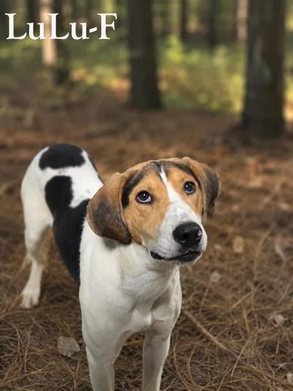 Lulu