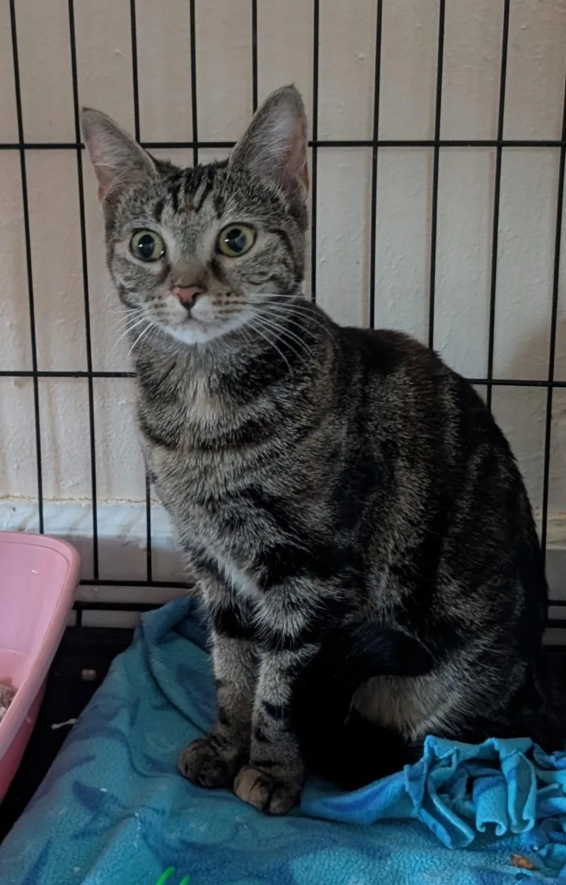 A young medium-sized female Domestic Short Hair cat named Swirl for adoption in Pompano Beach, FL