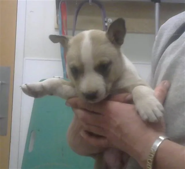A baby small-sized male Australian Cattle Dog / Blue Heeler dog named Larkspur for adoption in Albuquerque, NM